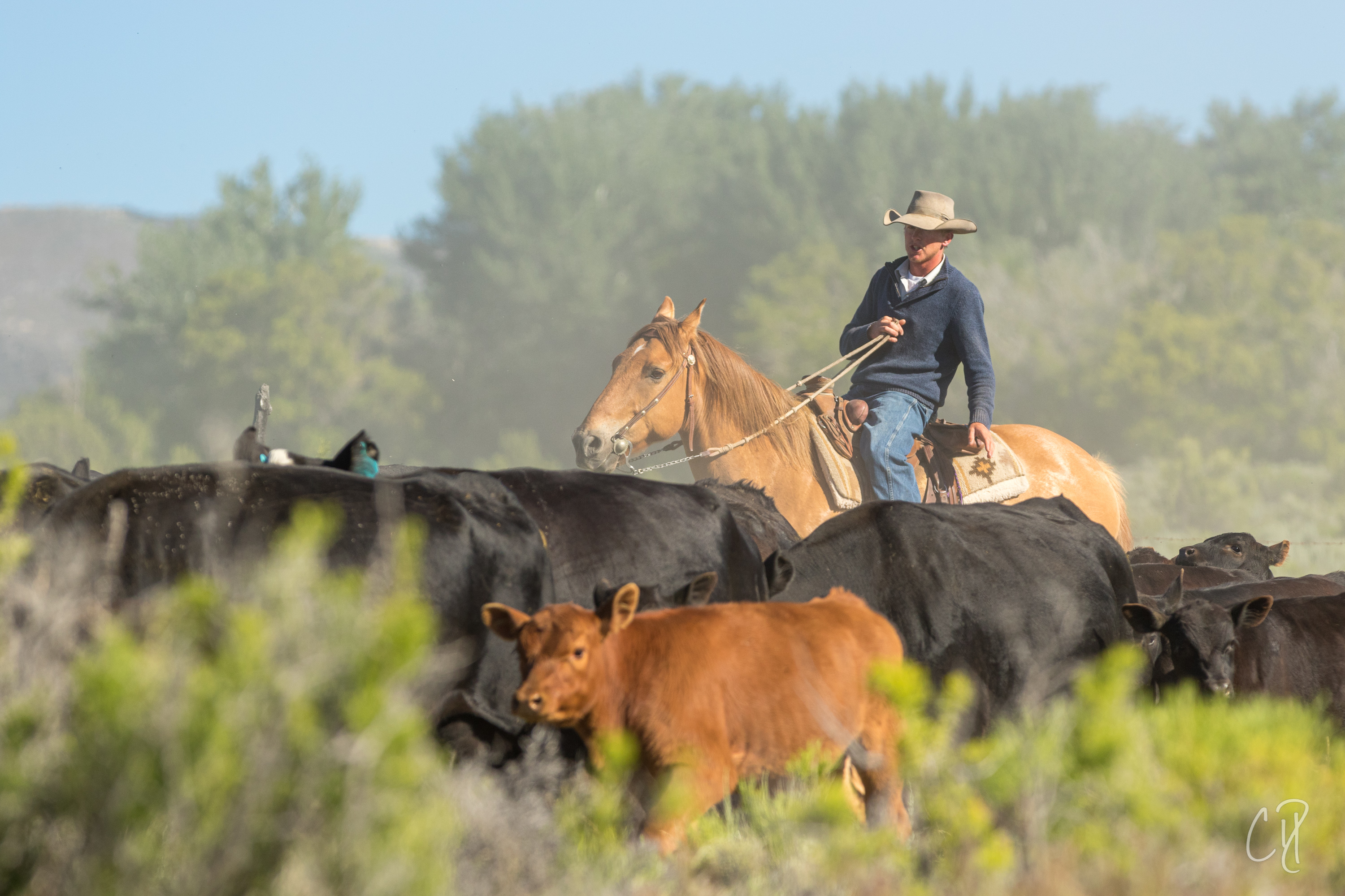 Beef Ranches Pugsley Ranch Beef